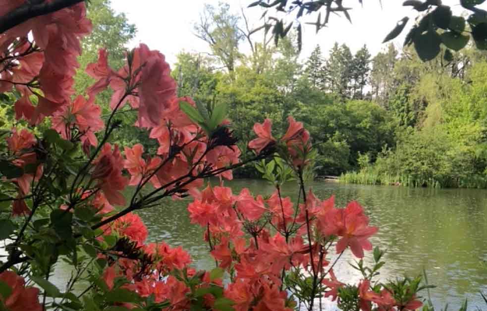 Salmon azeleas near a pond