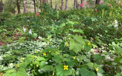 Cascade of flowers begins