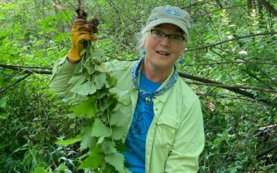 Garlic Mustard Triumph