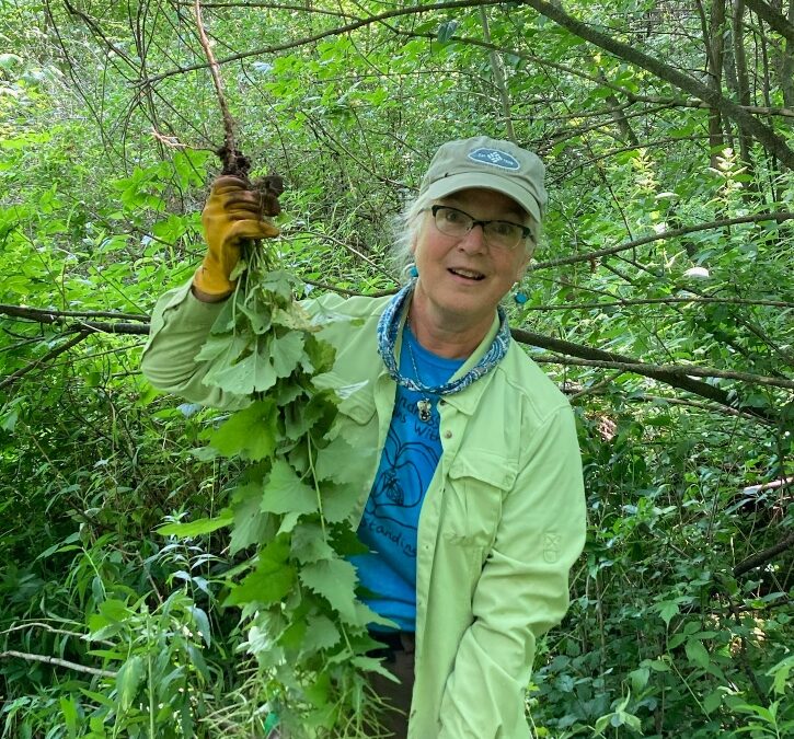 Garlic Mustard Triumph